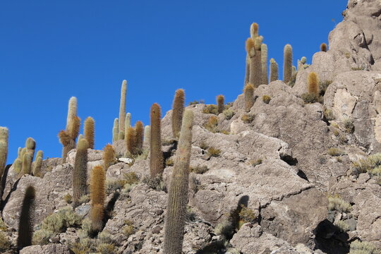 Espinas entre rocas y sal del Altiplano, Bolivia.