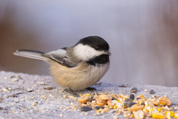 Close up of a Black-capped Chickadee © RiMa Photography