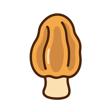 Illustration of a morel mushroom with brown outlines on a white background
