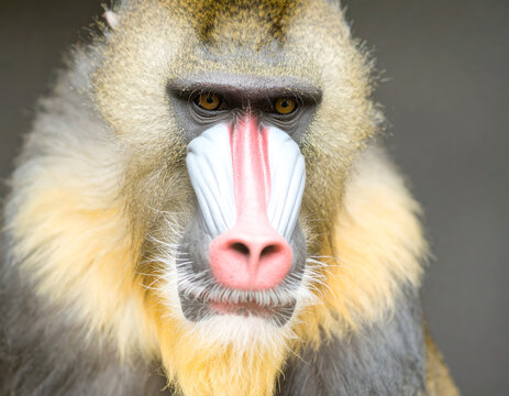 portrait of mandrill