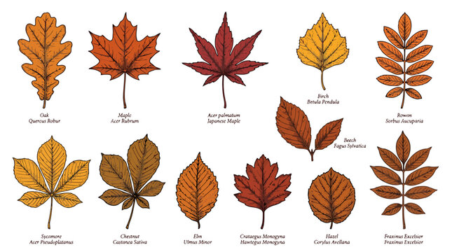 Collection of various autumn tree leaves