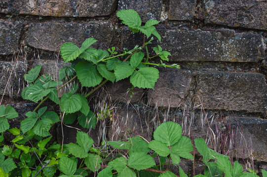 Brombeeranken wachsen an einer Steinmauer