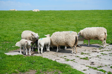 Obraz premium A flock of domestic sheep gathered together drinking at a water trough on a green pasture along the North Sea coast in North Friesland.