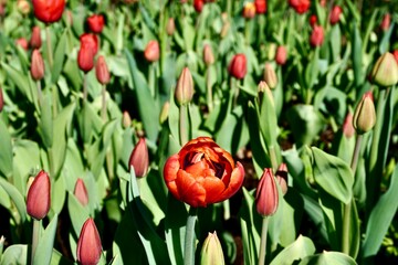 beautiful red tulip blossom in full boom on a sunny day © eve