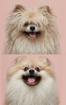 Before and after Pomeranian grooming on a pastel pink background, adorable fluffy dog transformation with messy fur versus professionally groomed coat and copy space