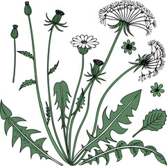 Dandelion vector, green weed flowers, Taraxacum officinale, botanical illustrations, plant set © kalek
