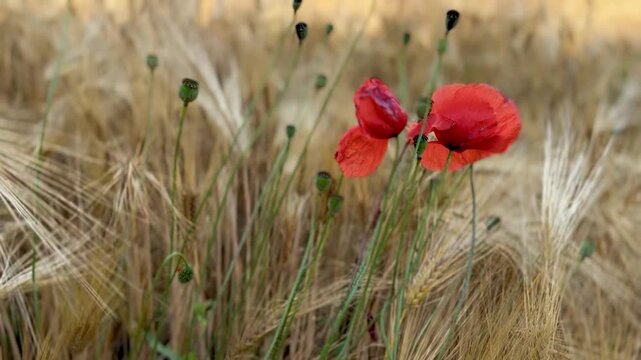 Langsame Kamerafahrt durch ein goldenes Getreidefeld auf eine leuchtend rote Mohnblume