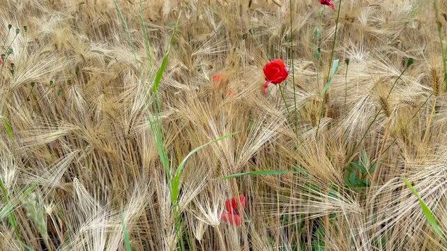 Mohnblume im Getreidefeld &ndash; Kamerafahrt &uuml;ber sommerliche Getreide Feld