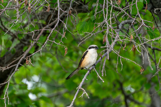 Long-tailed shrike (Lanius schach) perched on a tree branch with lush green background.