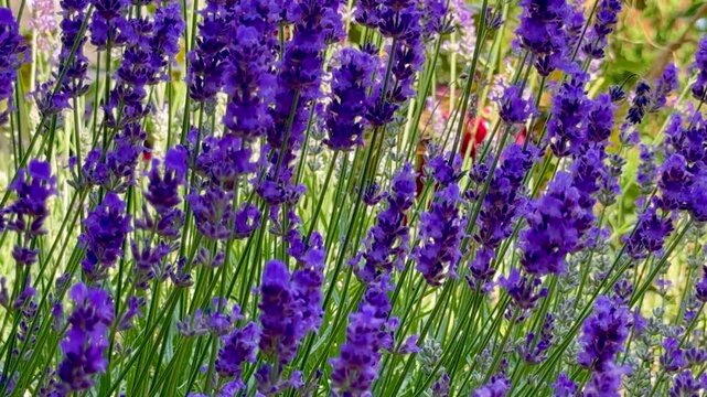 Bl&uuml;hender Lavendel in sanfter Kamerafahrt | Querformat - Mediterrane Gartenstimmung mit violetten Bl&uuml;ten und sommerlicher Natur