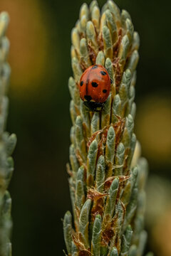 Gentle ladybug resting on gren