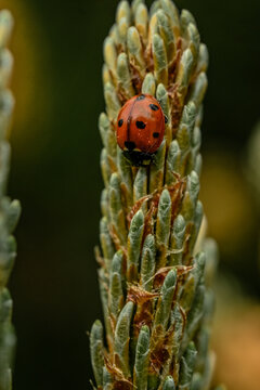 Gentle ladybug resting on gren
