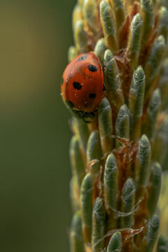 Gentle ladybug resting on gren