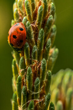 Gentle ladybug resting on gren