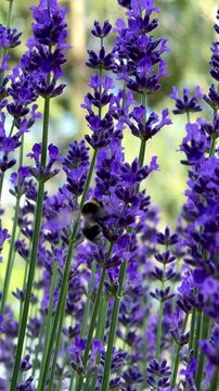 Hummel auf Lavendel in Zeitlupe | Hochformat - Hummel sammelt Nektar an bl&uuml;hendem Lavendel. Detailreiche Zeitlupenaufnahme mit violetten Bl&uuml;ten und sommerlicher Gartenstimmun