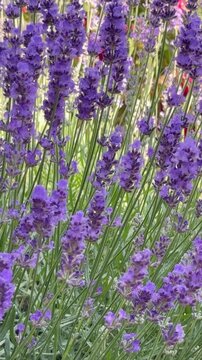 Bl&uuml;hender Lavendel Lavandula angustifolia - Sommerlich Landleben Mediterran 