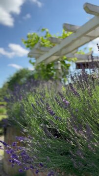 Lavendel an Pergola mit strahlend blauem Himmel - Bl&uuml;hender Lavendel vor blauem Sommerhimmel mit wei&szlig;en Wolken. Ruhige Gartenaufnahme mit mediterraner Atmosph&auml;re, sanften Bewegungen