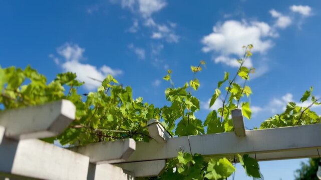 Sonnige Weinreben vor strahlendem Himmel im Sommer - Gr&uuml;ne Weinreben an einer Pergola unter strahlend blauem Himmel mit wei&szlig;en Sommerwolken. Ruhige Naturaufnahme mit mediterraner Atmosph&auml;re