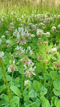 Bl&uuml;hender Wei&szlig;klee auf einer sommerlichen Wiese &ndash; Biodiversit&auml;t und Insektennahrung - Bl&uuml;hender Wei&szlig;klee (Trifolium repens) auf einer gr&uuml;nen Sommerwiese am Feldrand. Nat&uuml;rliche Nahrungsquelle 