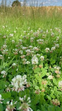 Kamerafahrt von oben nach unten &uuml;ber Wei&szlig;klee (Trifolium repens) auf Sommerwiese | Hochformat