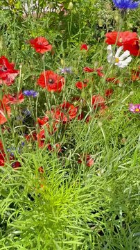 Vertikale Kamerafahrt durch Blumenwiese mit Klatschmohn (Papaver rhoeas), Schmuckk&ouml;rbchen (Cosmos bipinnatus) und Kornblume (Centaurea cyanus) | 4K