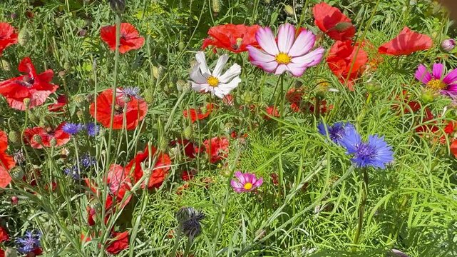 Blumenwiese mit Klatschmohn (Papaver rhoeas) und Schmuckk&ouml;rbchen (Cosmos bipinnatus) &ndash; Kamerafahrt | Querformat