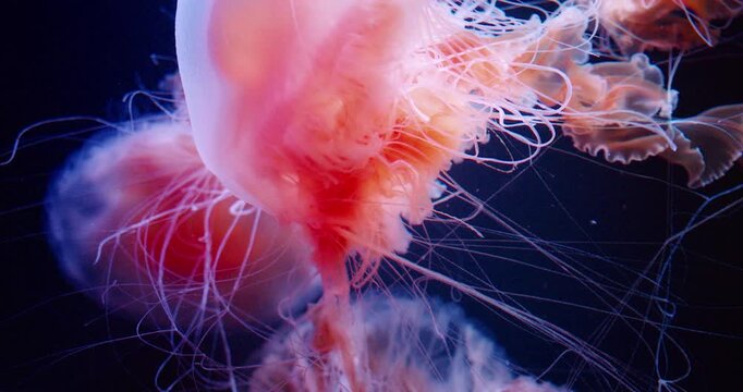 Close-up of pink jellyfish with intricate details of its body float in dark water. Pacific Sea Nettle, Chrysaora fuscescens, translucent bell with a pinkish-orange hue and long, flowing tentacles.