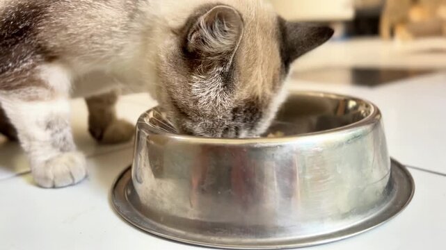 A cat is seen drinking water from a metal bowl placed on a flat surface. The animal seems focused as it laps up the water. The setting is bright and inviting.
