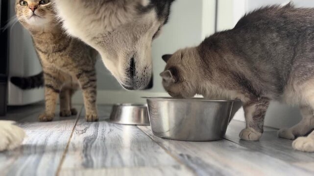 Two cats and a dog gather around bowls to eat their food at home in the afternoon. They enjoy their meal together in a comfortable space.