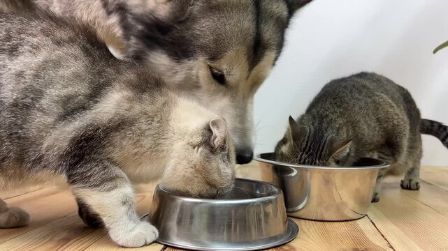 A cat and a dog share meals from their bowls on the floor. They enjoy their food side by side in a cozy home setting.