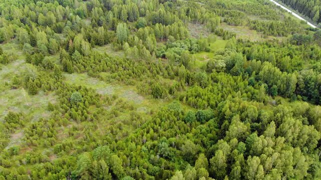 An high angle, wide shot captures a dense forest in the Lithuanian countryside. The vibrant green canopy consists of various deciduous and coniferous trees, including pine and juniper.