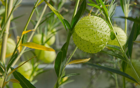 Nahaufnahme der stacheligen Ballonfr&uuml;chte einer Gomphocarpus physocarpus Pflanze