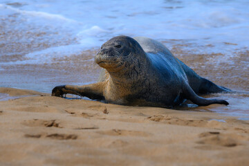A Hawaiian monk seal © Christopher