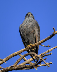 Obraz premium Black hawk 