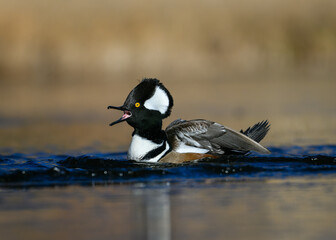 Fototapeta premium Hooded merganser duck on the water