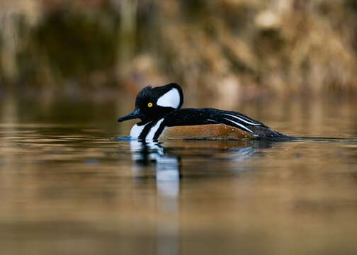duck on the water