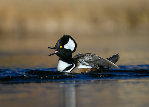 Hooded merganser duck on the water
