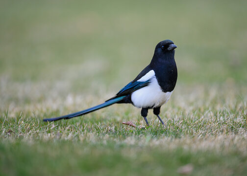Black billed magpie