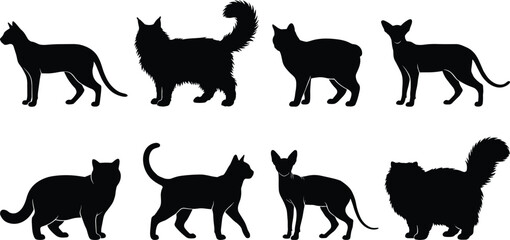 Set of black cat silhouette vector illustrations featuring various feline breeds standing and walking © Mokbul