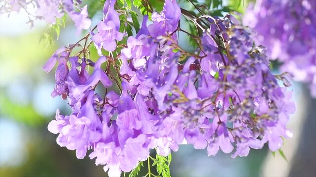 Jacaranda tree blooming violet flowers closeup, beautiful ornamental tree with blue flowers, summer park, slow motion 