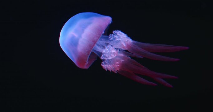 Blue and pink jellyfish floating freely, tentacles trailing behind, in dark waters. Background with copy space.