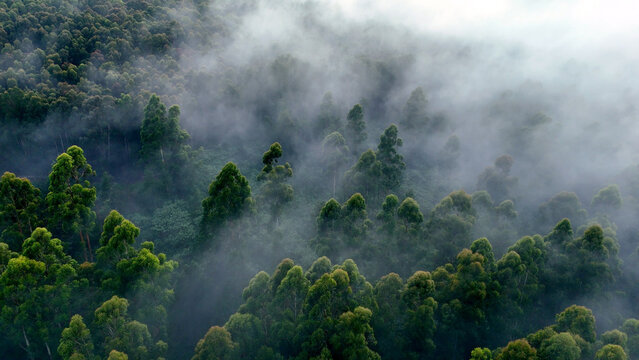 Aerial view of Magoebaskloof forest shrouded in thick morning mist with lush green eucalyptus trees and dense canopy in Mopani District Municipality, Limpopo, South Africa.