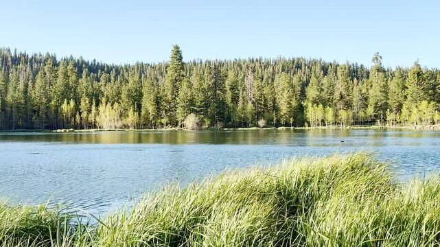 A smooth POV shot strolling by a peaceful lake in a mixed pine and aspen forest at sunset. Warm sunbeams pierce through trees, illuminating fresh green leaves fluttering in wind. Serene nature.