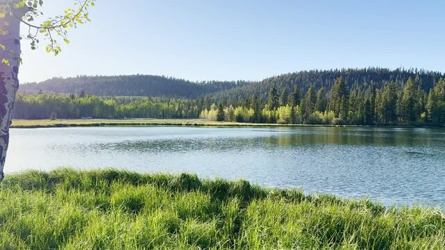 A smooth POV shot strolling by a peaceful lake in a mixed pine and aspen forest at sunset. Warm sunbeams pierce through trees, illuminating fresh green leaves fluttering in wind. Serene nature.
