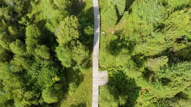 A high angle, drone shot captures a wooden pathway or boardwalk as it winds through a dense, vibrant green forest or marshland area. The scene highlights an undisturbed natural environment, evoking th