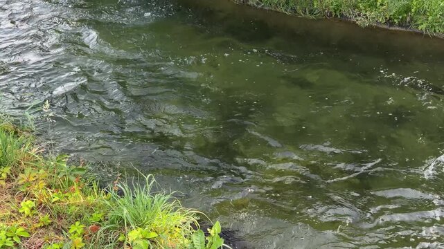 Corso d&rsquo;acqua nella campagna di Vittuone, italia