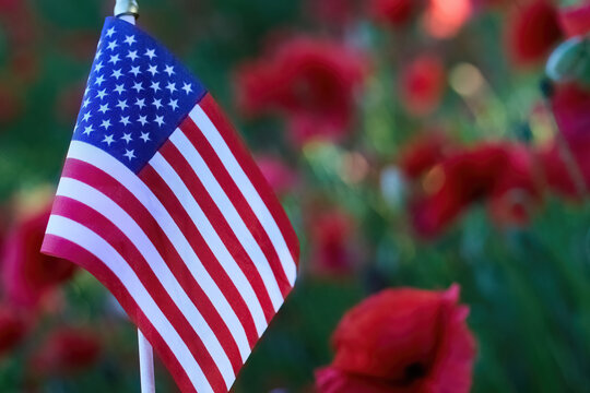 American flag standing among red poppies representing remembrance