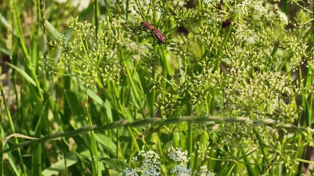 Close-up of wild white umbrella flowers growing near the riverbank on a sunny summer day with two red beetles on it, blooming green wild chervil or ground elder plants swaying in the wind with selecti