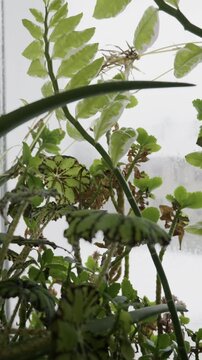 Assortment of indoor plants, including a begonia and variegated devil's backbone, grow near a window. Soft, natural daylight illuminates the green and patterned leaves.