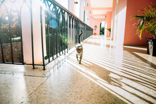 cat walking down hotel hallway